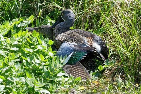 Australasian Shoveler Duck 24734735 Stock Photo at Vecteezy