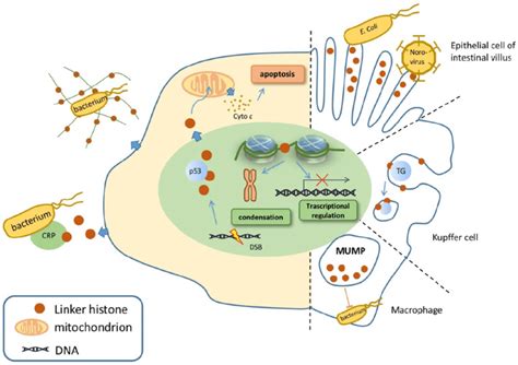 Nuclear Cytoplasmic And Extracellular Functions Of Linker Histone In