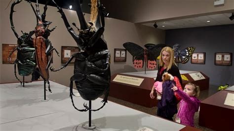 Giant Bugs Exhibit Invades Museum Of Natural History Cbc News