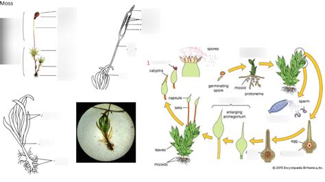 Moss Diagram | Quizlet