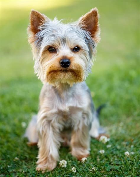 Yorkshire Terrier Haircuts