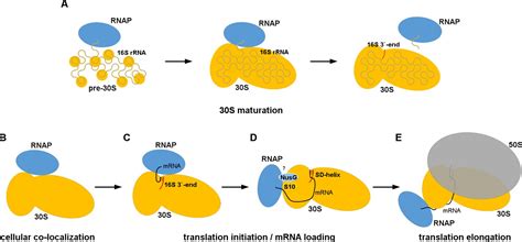 Figures And Data In Structure Of RNA Polymerase Bound To Ribosomal 30S