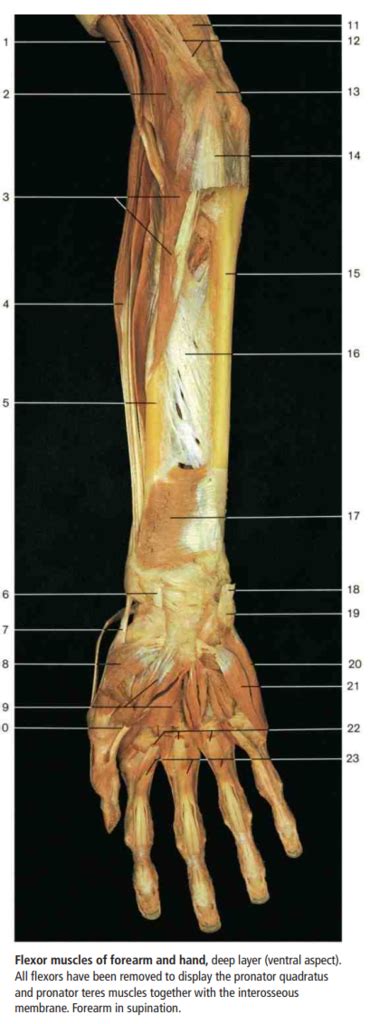 Diagram Of Anterior Forearm Deeper Quizlet