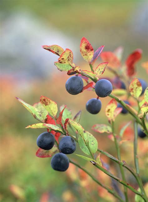 Vaccinium Myrtillus Photograph By Bjorn Svensson Science Photo