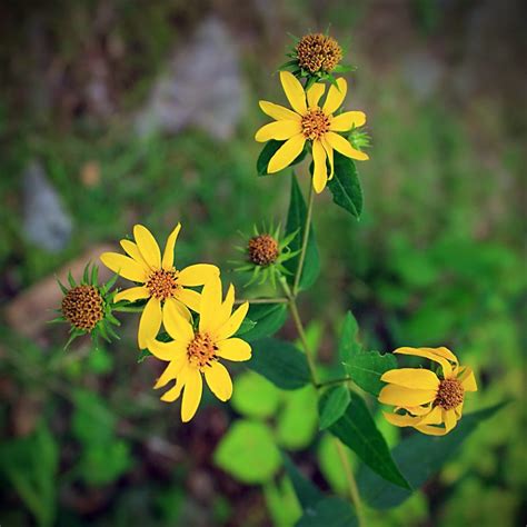 Helianthus divaricatus Woodland Sunflower - Keystone Wildflowers