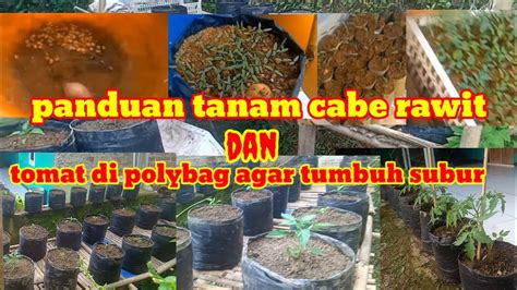 Cara Tanam Cabe Rawit Dan Tomat Di Polybag Di Pekarangan Rumah YouTube