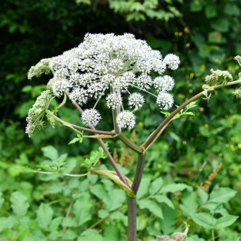 Wald Engelwurz Angelica Sylvestris