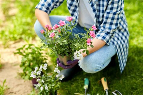 Comment Faire Des Boutures De Rosiers Mon Potager