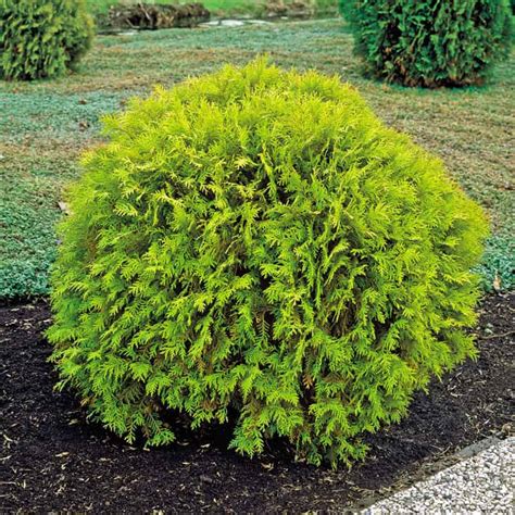 golden globe arborvitae hedge spring hill nurseries