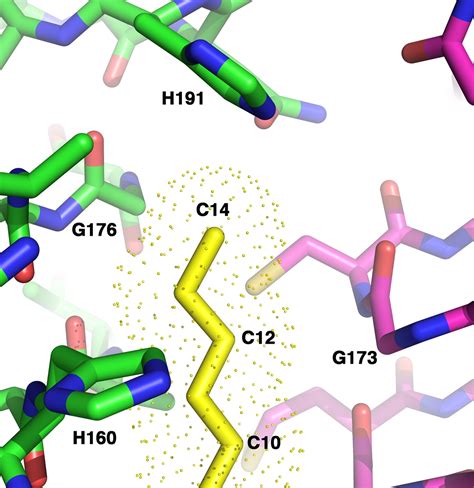 Structural Basis For The Acyl Chain Selectivity And Mechanism Of UDP N