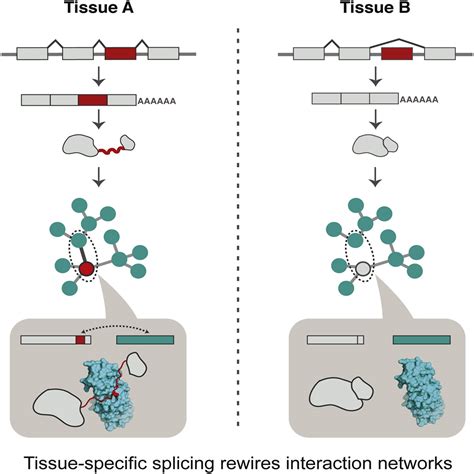 Tissue Specific Splicing Of Disordered Segments That Embed Binding Motifs Rewires Protein