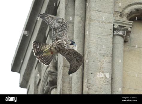 Juvenile Peregrines Hi Res Stock Photography And Images Alamy