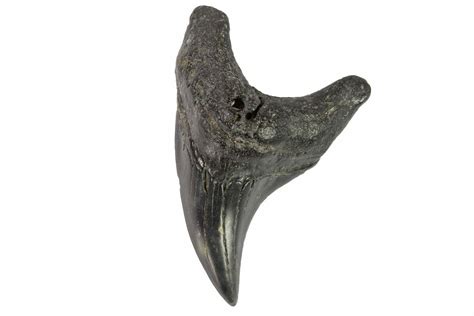 Rare, 2.62" Fossil Mackerel Shark (Parotodus) Tooth - Georgia (#121155 ...