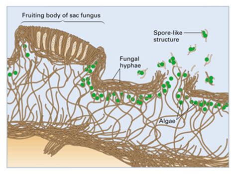 Microbial Ecology And Symbiosis Flashcards Quizlet