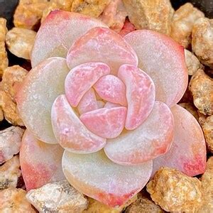 Seeds Echeveria Monroe X Laui New Hybrid Seed Rare Succulent Pink