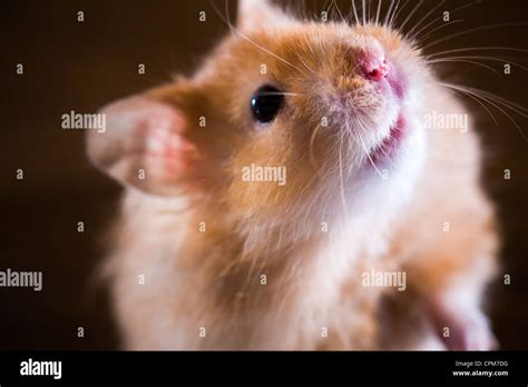 Furry Hamster Hi Res Stock Photography And Images Alamy