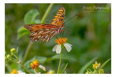 Fine Art For Sale - Passion Butterfly - PostersPhotography