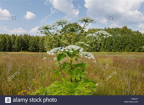 Heracleum Giganteum Hi Res Stock Photography And Images Alamy