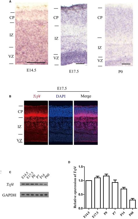 Tcf Expression In Developing Cortical Neurons A In Situ