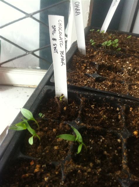 Pepper Seeds & Slow Germination - urbantomato