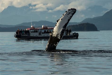 The Rare Beauty of Dozens of Migrating Humpback Whales