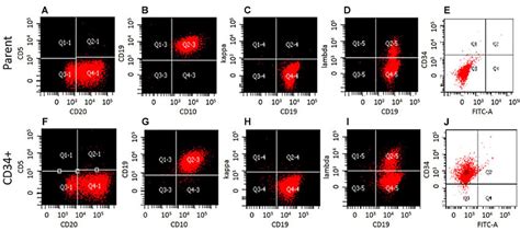 Phenotypic Characterization Of Wsu Wm Cd Subset Cells Eight Color