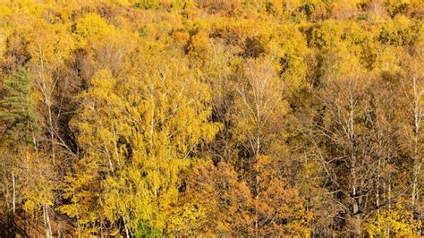 premium photo  view  yellow trees  autumn forest