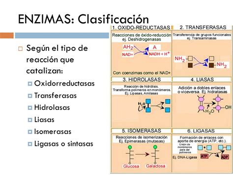 TEMA 5 BIOCATALIZADORES ENZIMAS Ppt Descargar