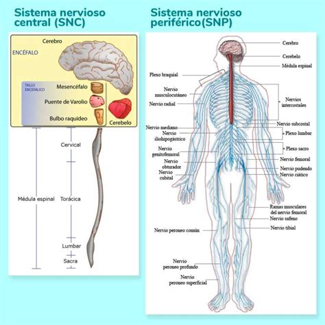 Mapa Conceptual Del Sistema Nervioso Gu A Paso A Paso