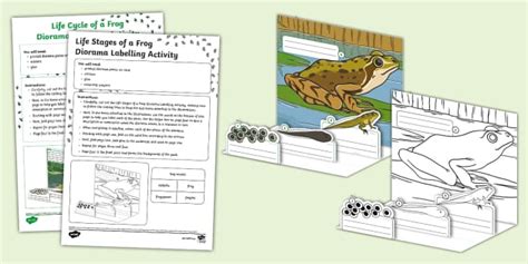 Life Stages Of A Frog Diorama Labelling Activity Twinkl