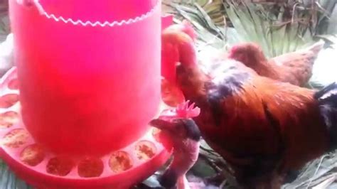 Cómo evitar que los pájaros se coman la comida de las gallinas