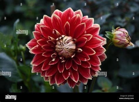 Rich Coloured Dahlias Hi Res Stock Photography And Images Alamy