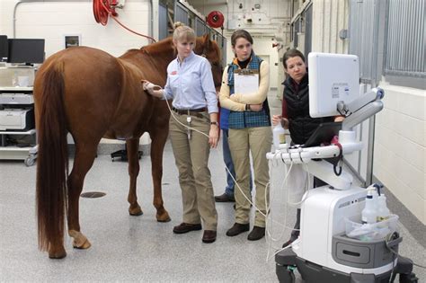 Large Animal Medicine | Veterinary Teaching Hospital | Virginia Tech