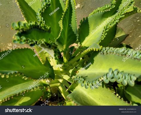 Kalanchoe Pinnata Formerly Known Bryophyllum Pinnatum Stock Photo