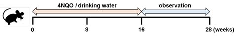 Modeling Oral Esophageal Squamous Cell Carcinoma In 3d Organoids Jove