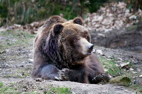 Grizzly | Naturfoto.cz
