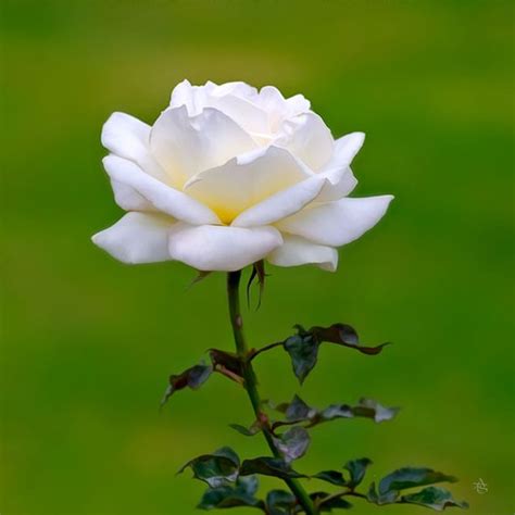 White rose plant | Wild Roots