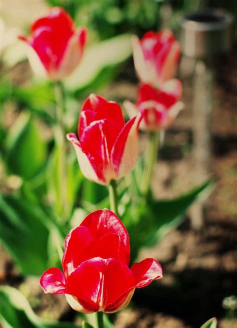 Red Greigii tulips stock image. Image of leaves, botany - 120612959