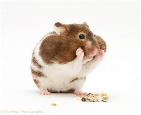 Hamsters With Food In Cheeks