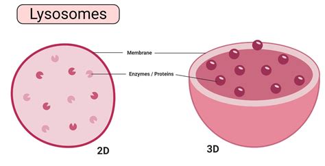 Lysosomes Structure Functions Diagram