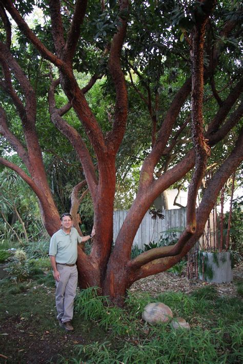 Arbutus ‘Marina’ | Pan Global Plants