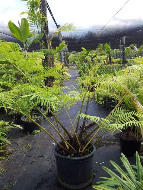 Miami Tropical Plants - Tropical Plant Company in Miami