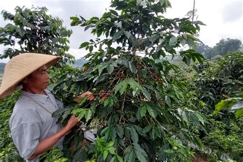 Mengenal Kampung Kopi Konservasi Di Banjarnegara Program Binaan Pln Ip