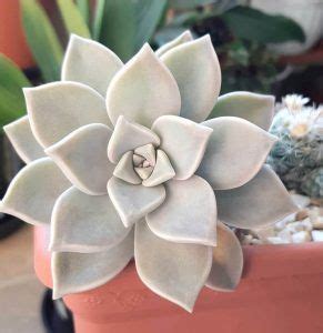 Graptopetalum Paraguayense Cuidados y Reproducción