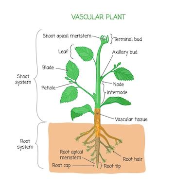 Premium Vector | Plant biological structure diagram