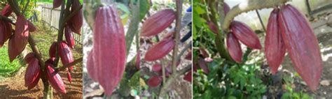 Kontribusi Genetika Tanaman Kakao Theobroma Cacao L