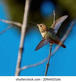 Allens Hummingbird Southern California Stock Photo 2096433166 ...