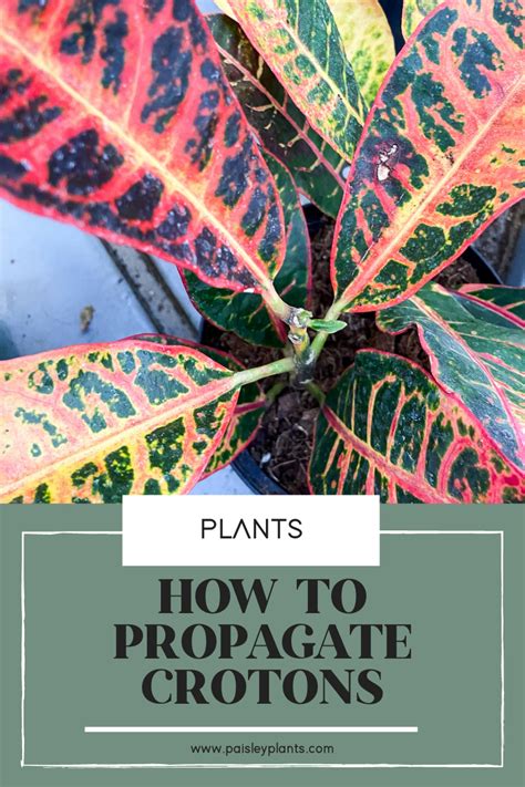 How to propagate a croton plant – Artofit