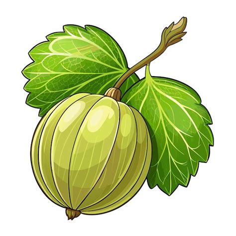 Gooseberry Cartoon Vector Illustration Flat Style Artwork Concept