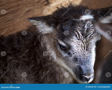 Soay Sheep stock photo. Image of brown, animal, kilda - 24630190